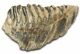 Fossil Woolly Mammoth Lower M Molar - Poland #370400-1